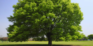 how long does it take for a tree to mature