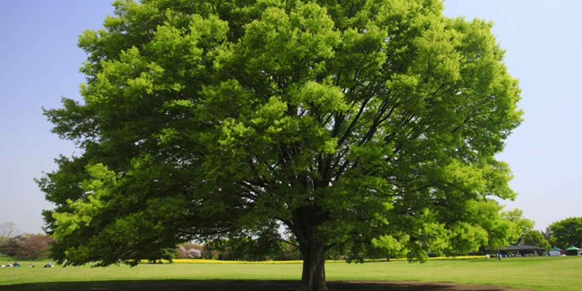 how long does it take for a tree to mature