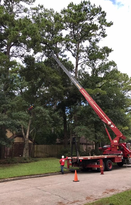 Crane-Assisted Tree Removal