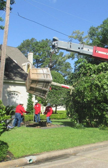 Tree & Plant Healthcare