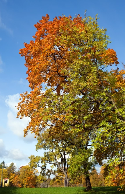 The Fundamentals of Professional Tree Preservation ​
