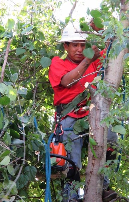 The Power of Professional Trimming & Pruning