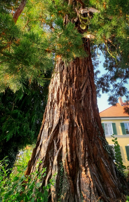 Expert Strategies for Long-Term Tree Health and Preservation