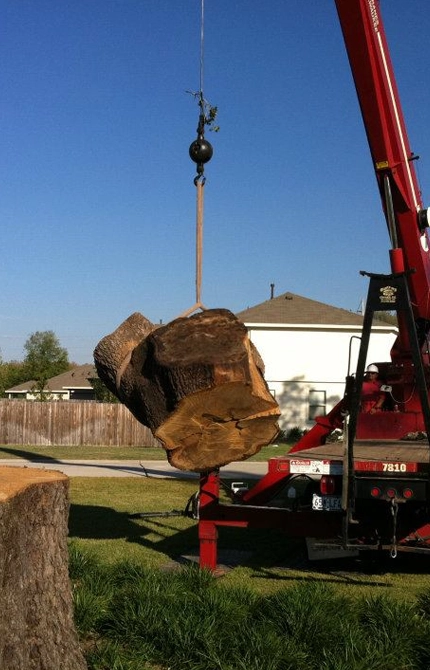 The Champions Tree Removal Process