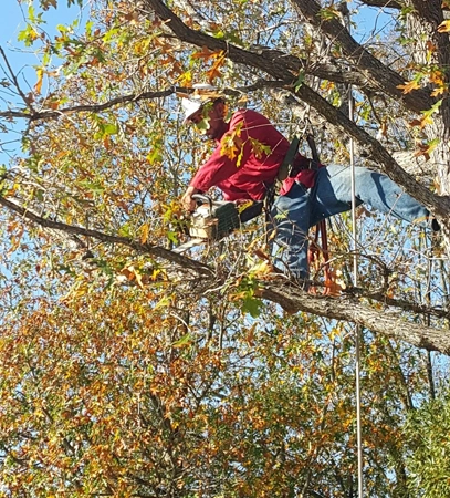 Tree Trimming & Pruning