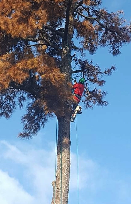 Tree Trimming