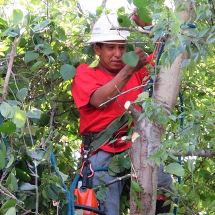 Enhance Your Property with Professional Tree Trimming & Pruning in Houston, TX