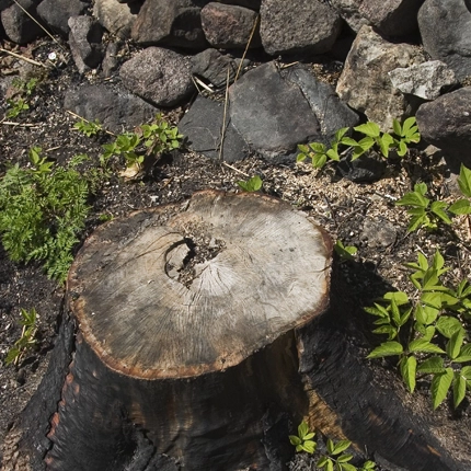 Complete Stump Grinding Solutions in Houston, TX