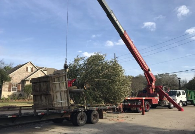 Tree & Plant Healthcare