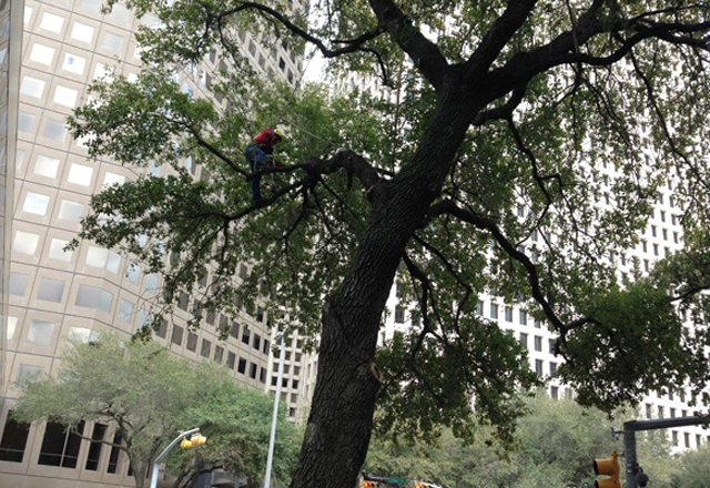 The Impact of Tree Preservation in Urban Environments