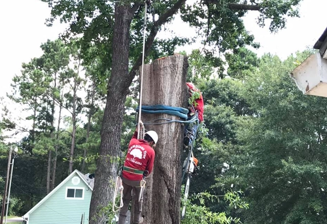 Transform Your Landscape: The Benefits of Tree Removal