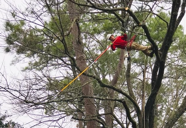 The Science and Craft of Professional Tree Trimming