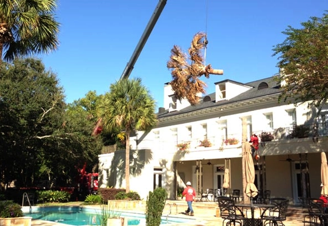 Crane-Assisted Tree Removal