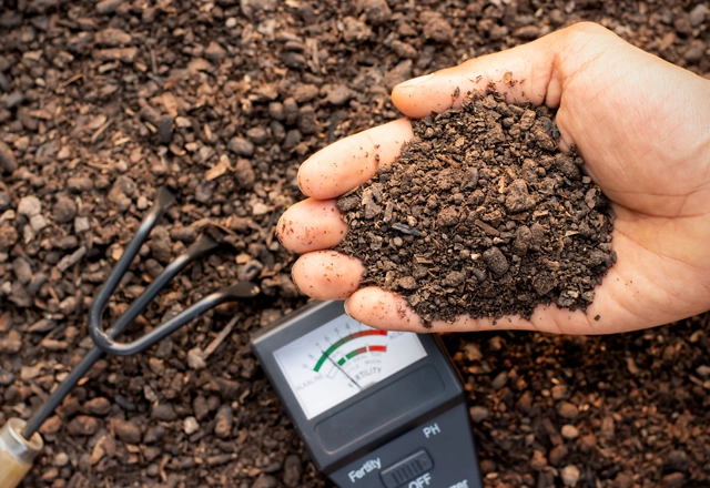 Your Trees Deserve Champions-Level Care