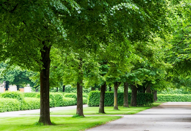 Champions Tree Fertilizing Services