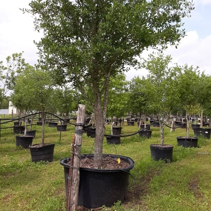 Expert Tree Planting Services in Houston, TX
