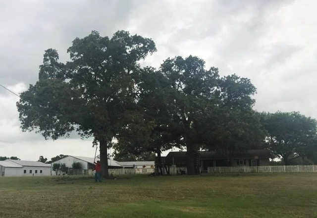 Secure Your Landscape’s Future with Champions Tree Preservation