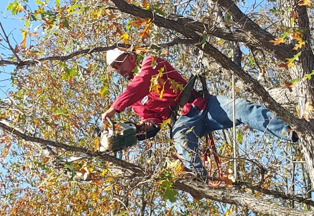 Champions Tree Preservation: Sculpting Your Outdoor Sanctuary