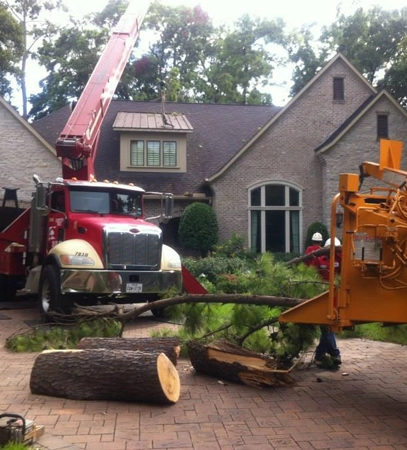 Crane-Assisted Tree Removal