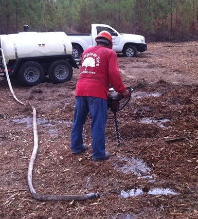 Tree & Plant Healthcare