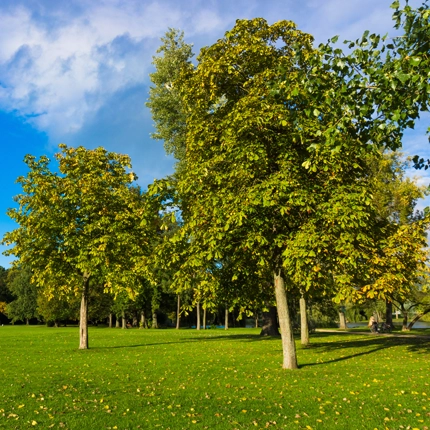 Experienced Tree Preservation Services in Houston, TX
