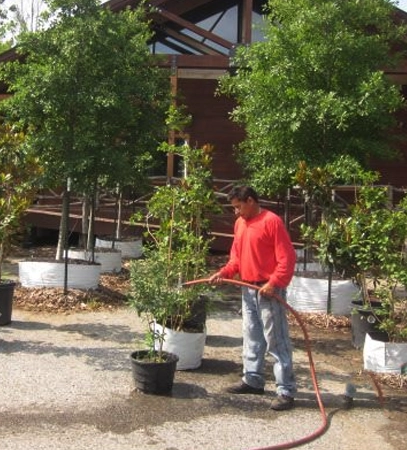 Feed your trees the nutrients they crave with custom fertilization plans that deliver lush canopies and strong roots.