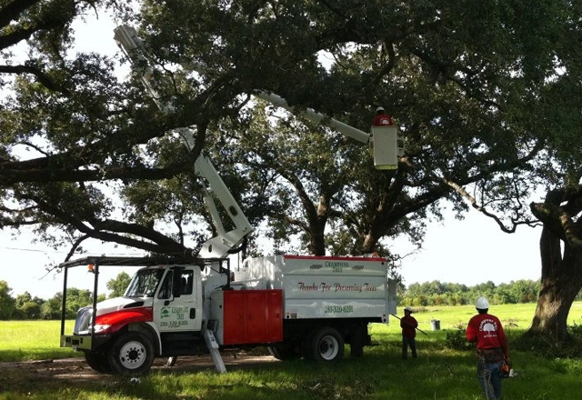 Expert Tree Trimming & Pruning in Houston, TX