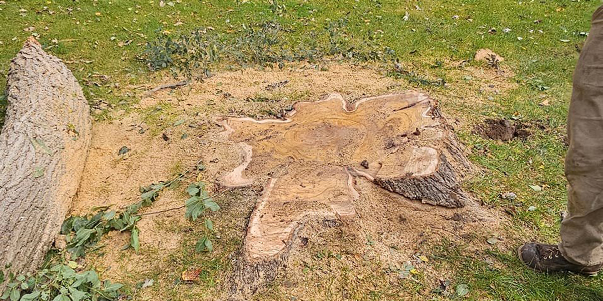 what happens to roots after stump grinding​